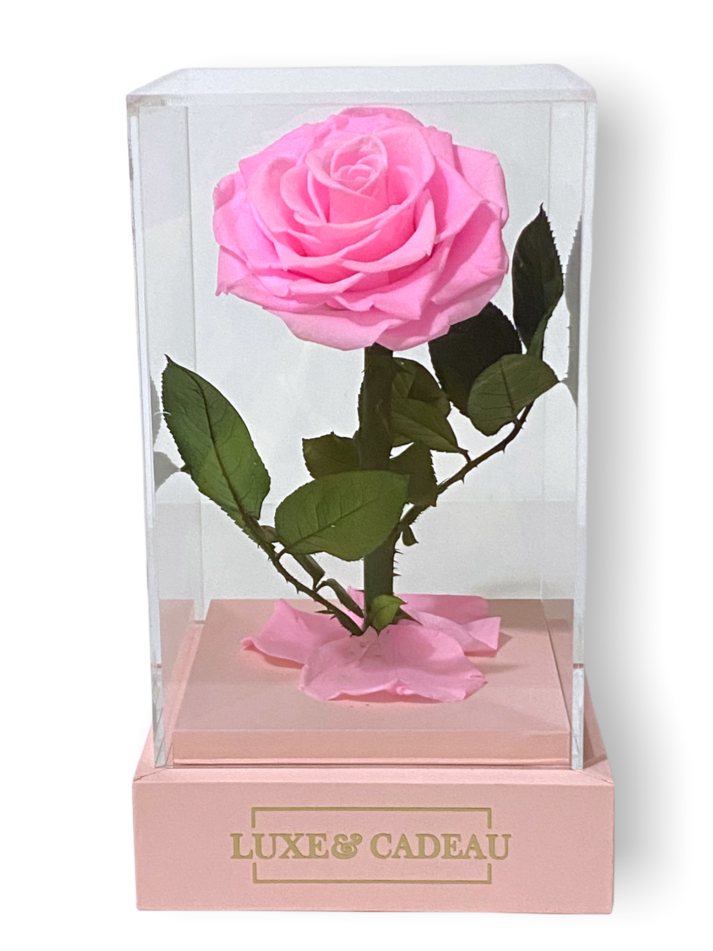 Rose éternelle sous cloche Rose 12*22cm