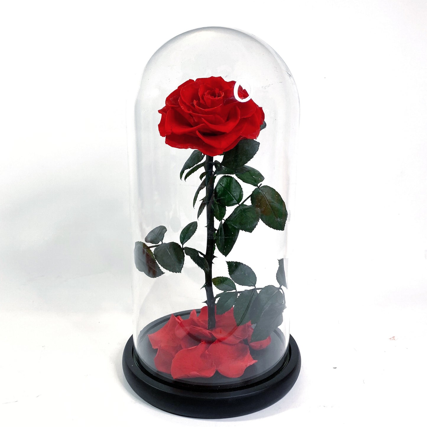 ROSES ÉTERNELLE ROUGE 18*30CM