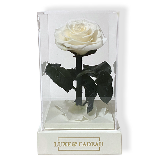 Rose eternelle sous cloche Blanche 12*22cm