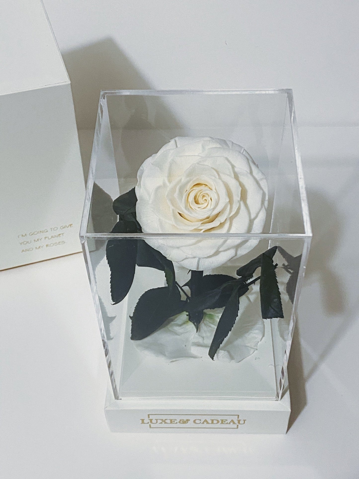 Rose eternelle sous cloche Blanche 12*22cm